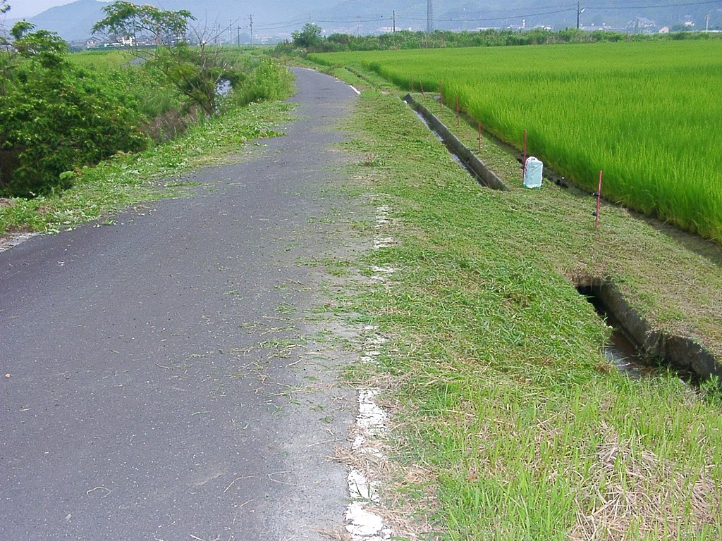 柳井手水田の南側(農道)