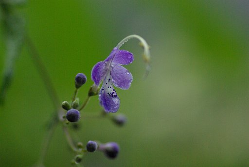 雁がね草