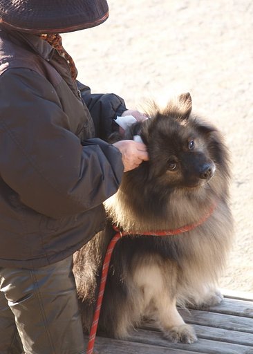 犬とおばさん