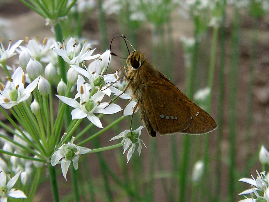 ◇ニラの花とチョウ