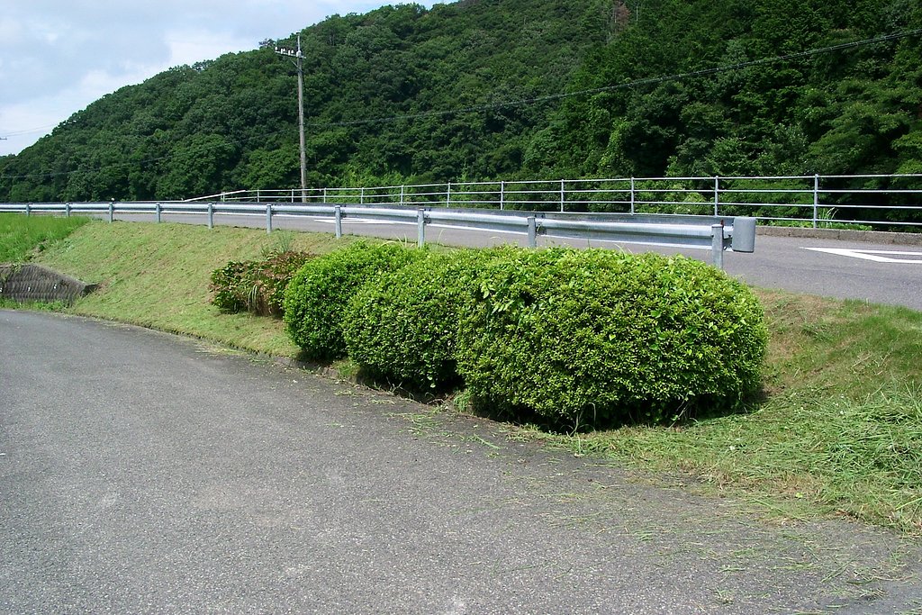 長谷橋バス停付近草刈、夏の部