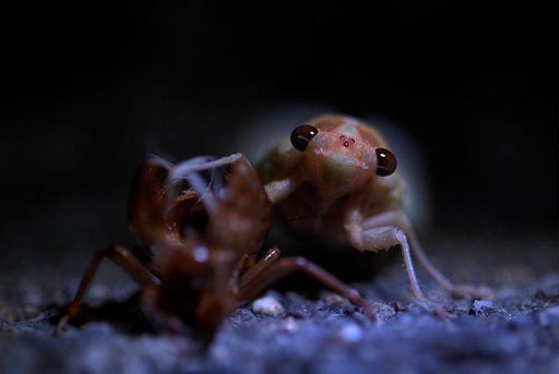 セミの羽化
