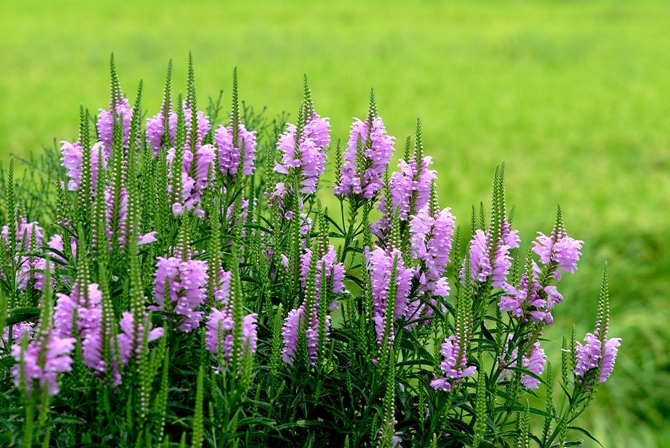 夏の花