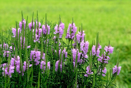 夏の花