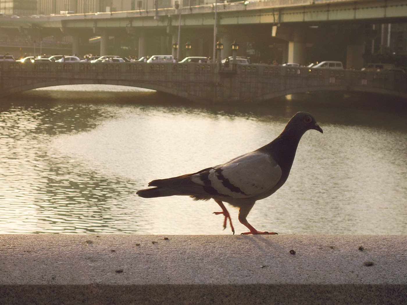 【瞬】欄干の鳩