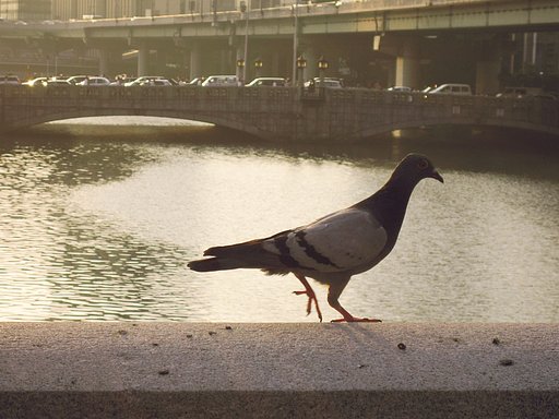 【瞬】欄干の鳩