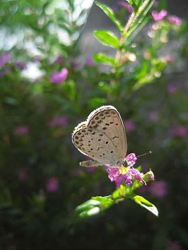【瞬】風に揺れる秋の光