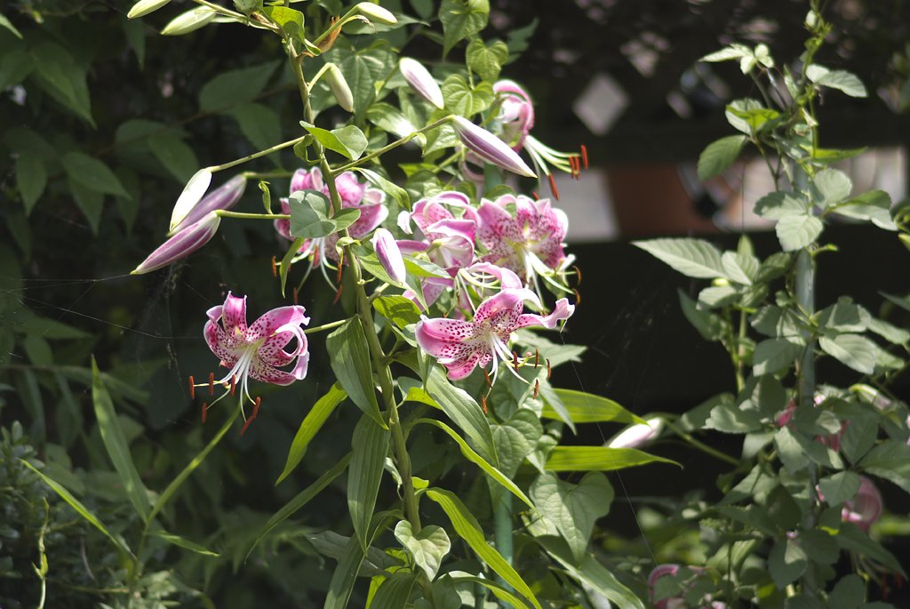 Telyt　280/4.8　(L39)