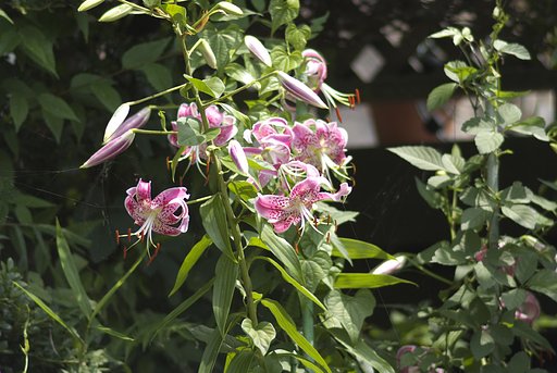 Telyt　280/4.8　(L39)
