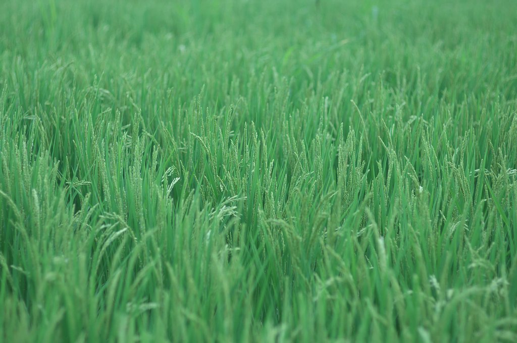 真緑・・・