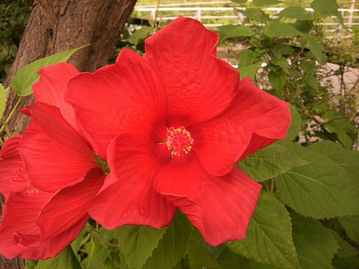 アメリカ芙蓉