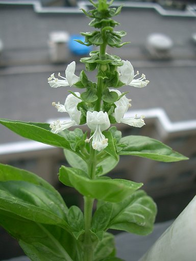 〜　バジルの花　〜