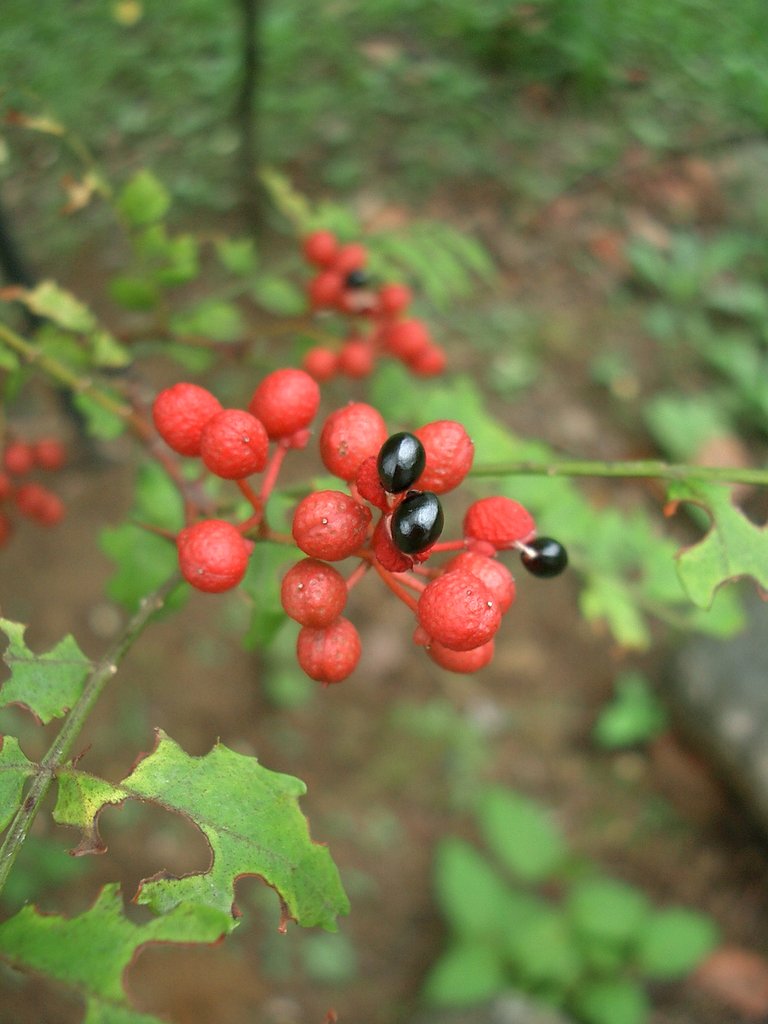 〜　山椒の実-その２-　〜