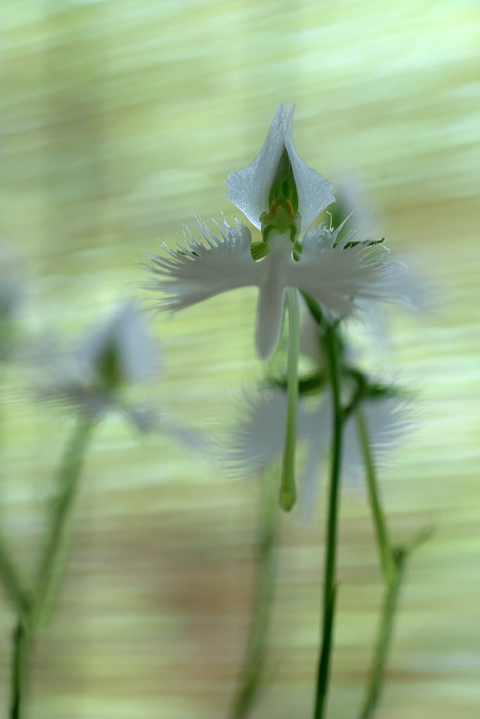 シグマ50mmF2.8EXマクロ（DG)