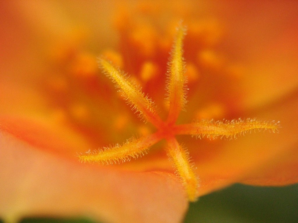 ヒトデ？