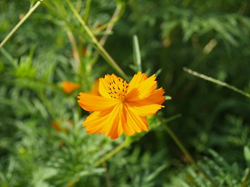 お花畑で