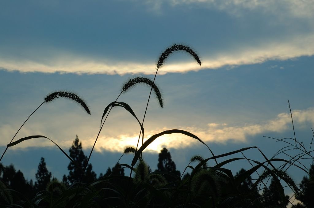 夏草や…