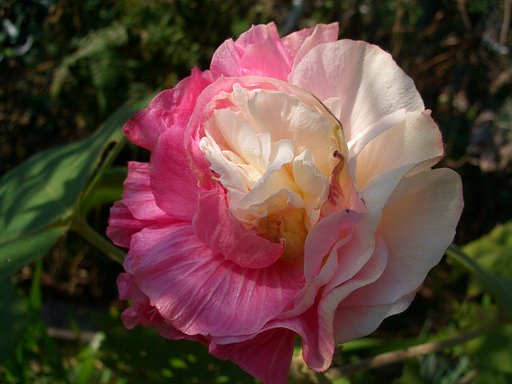 変種の八重咲き　酔芙蓉