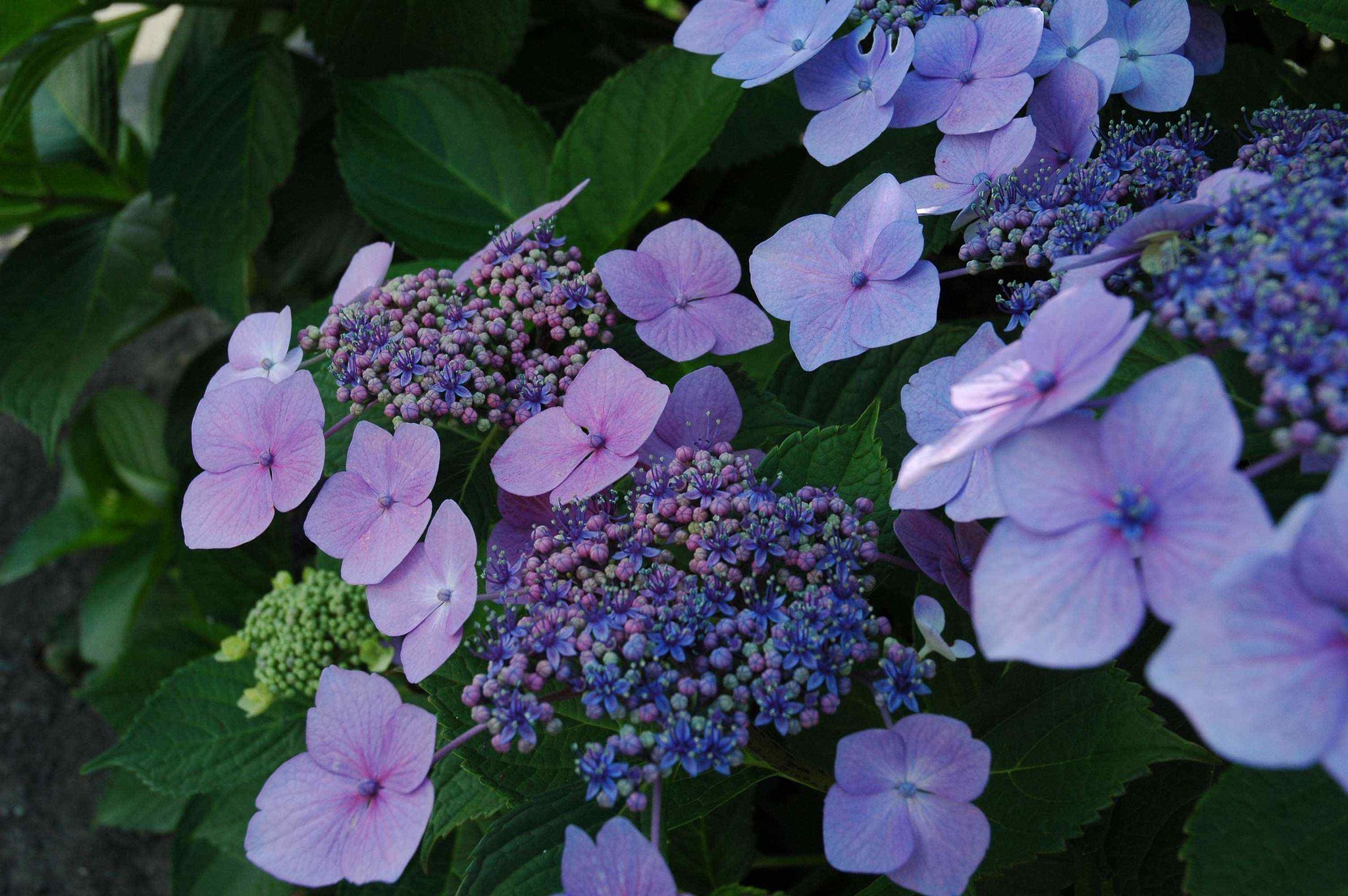 紫陽花2