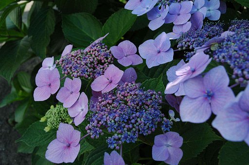 紫陽花2