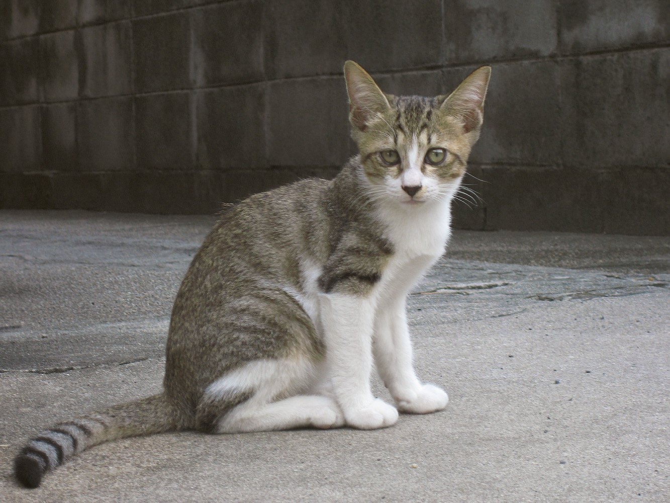 子猫のポートレ