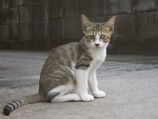 子猫のポートレ