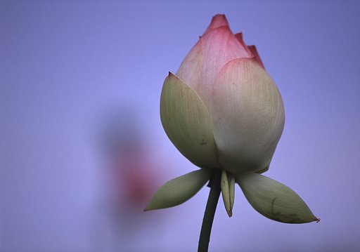 なぜ？