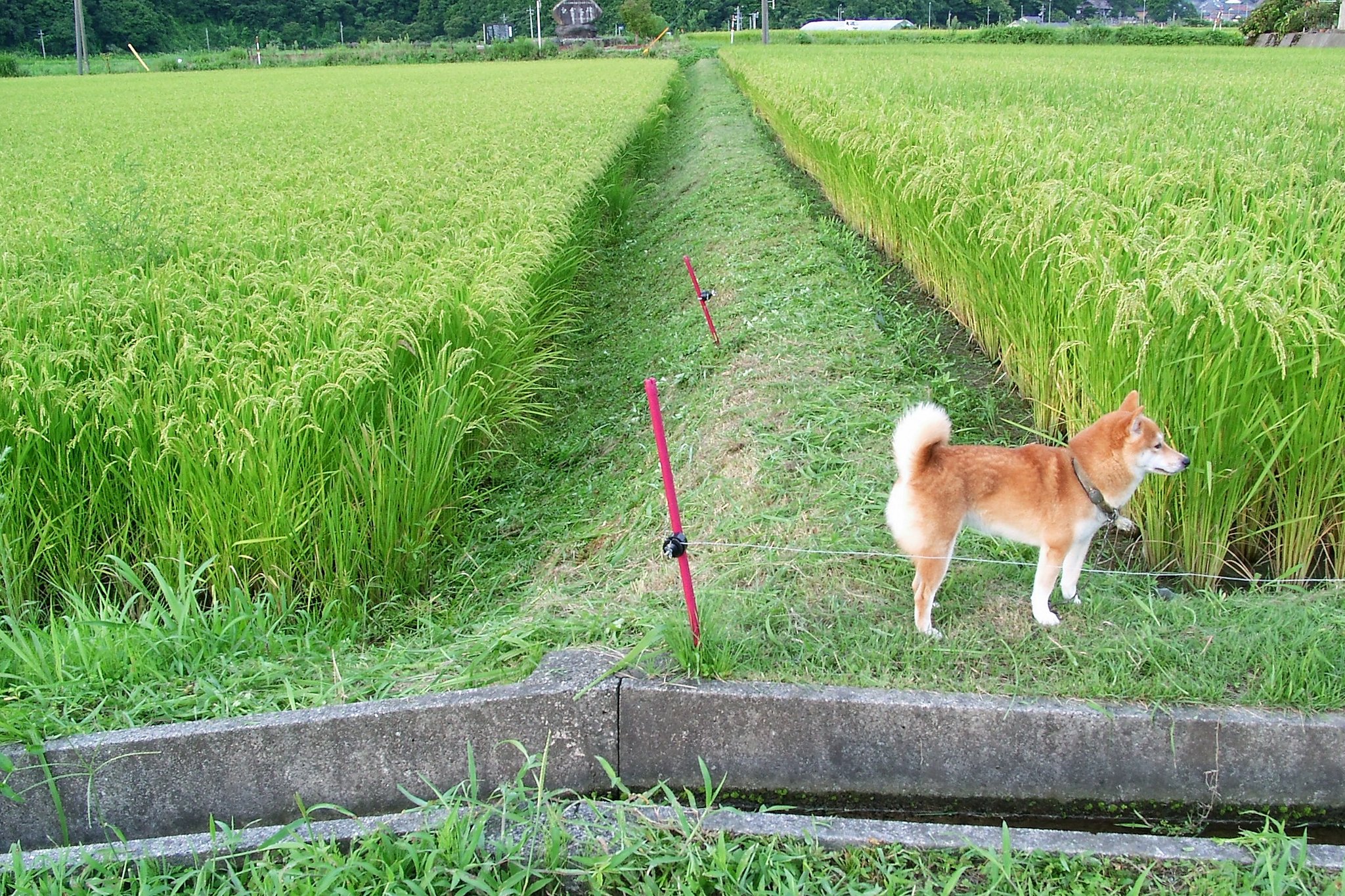草刈正雄、柳井手の草刈