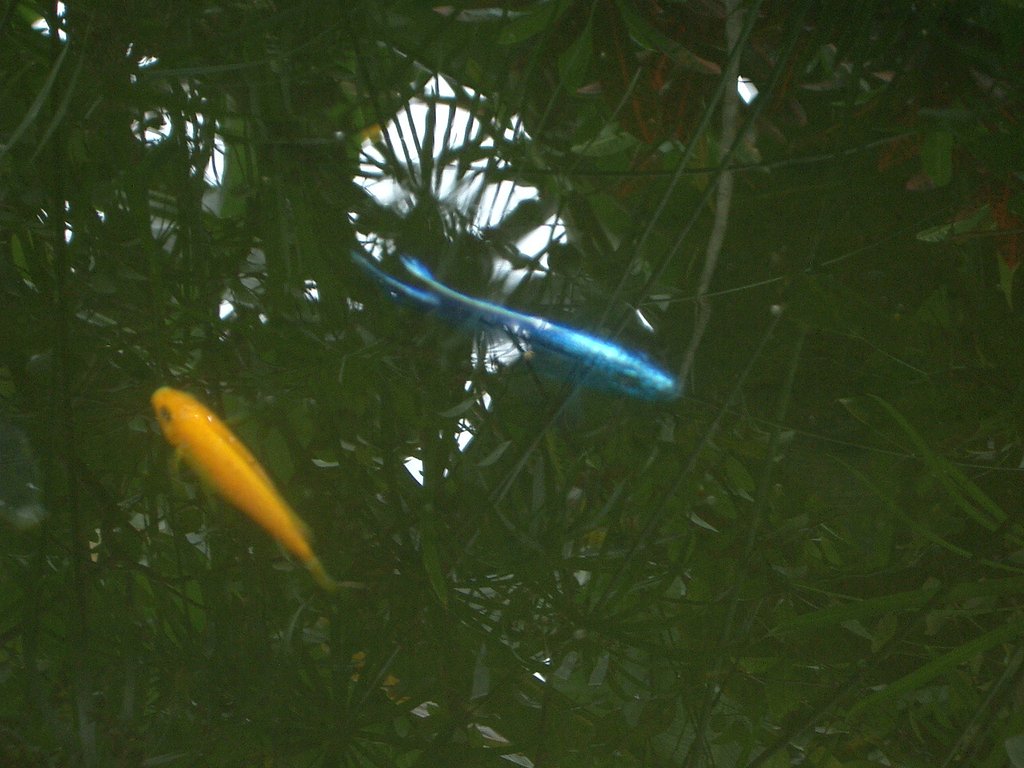 〜青い魚〜