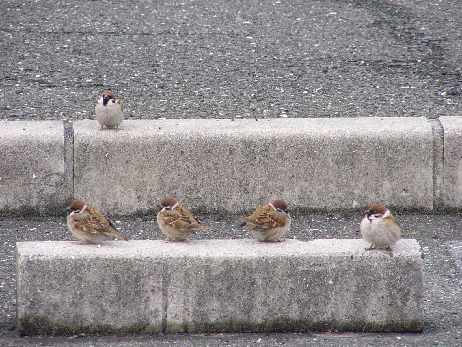 五人（羽？）冠者