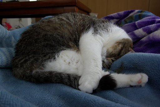 朝食後の睡眠