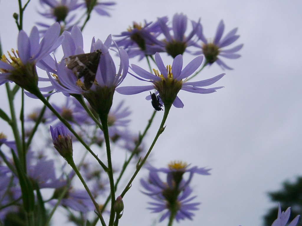 お花にとまった蝶と花アブを影絵風に！