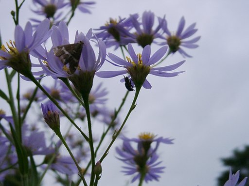 お花にとまった蝶と花アブを影絵風に！