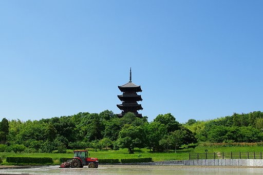 田植え