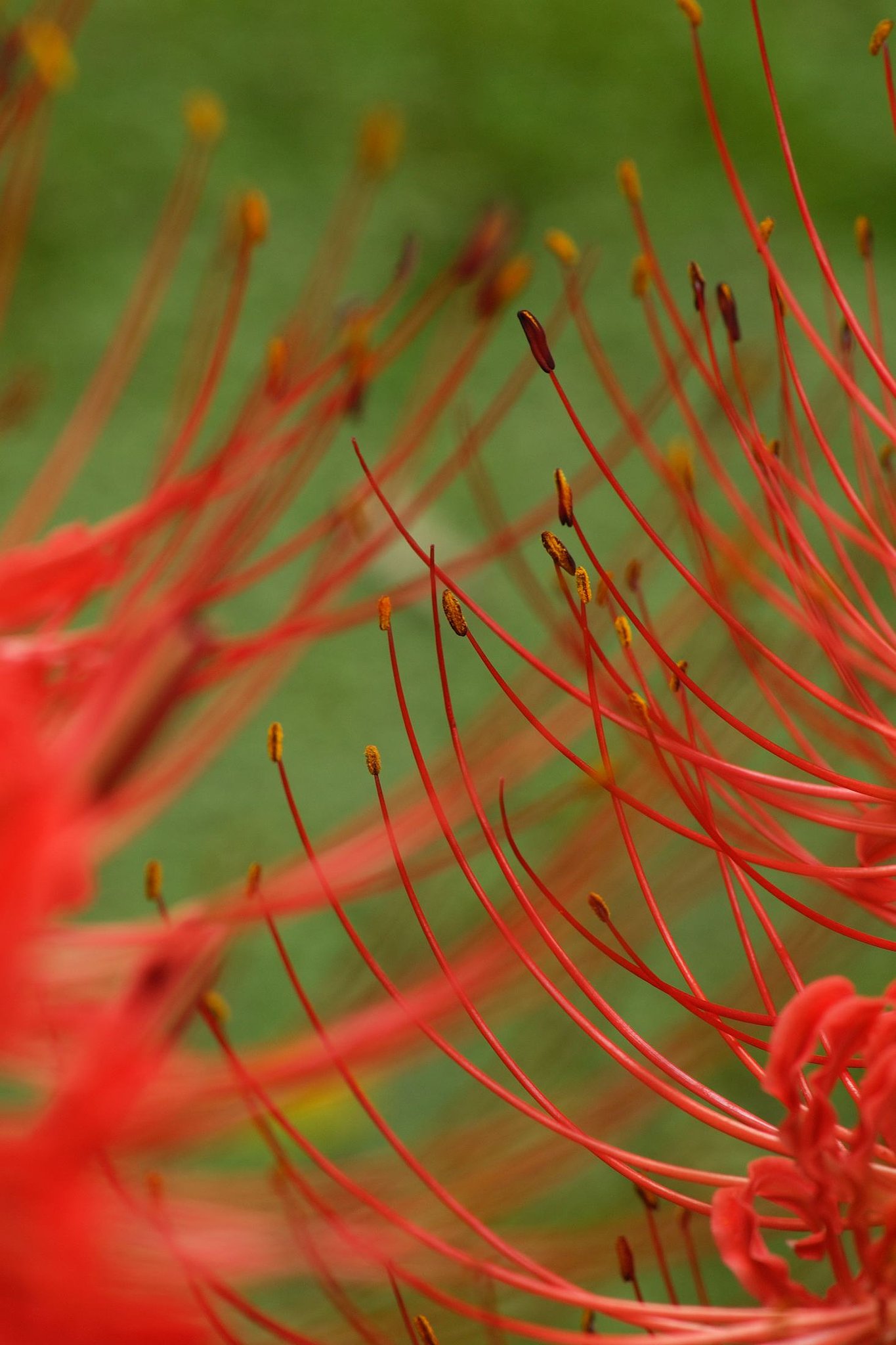 曼珠沙華