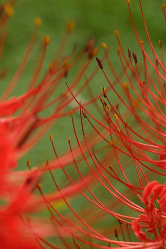 曼珠沙華