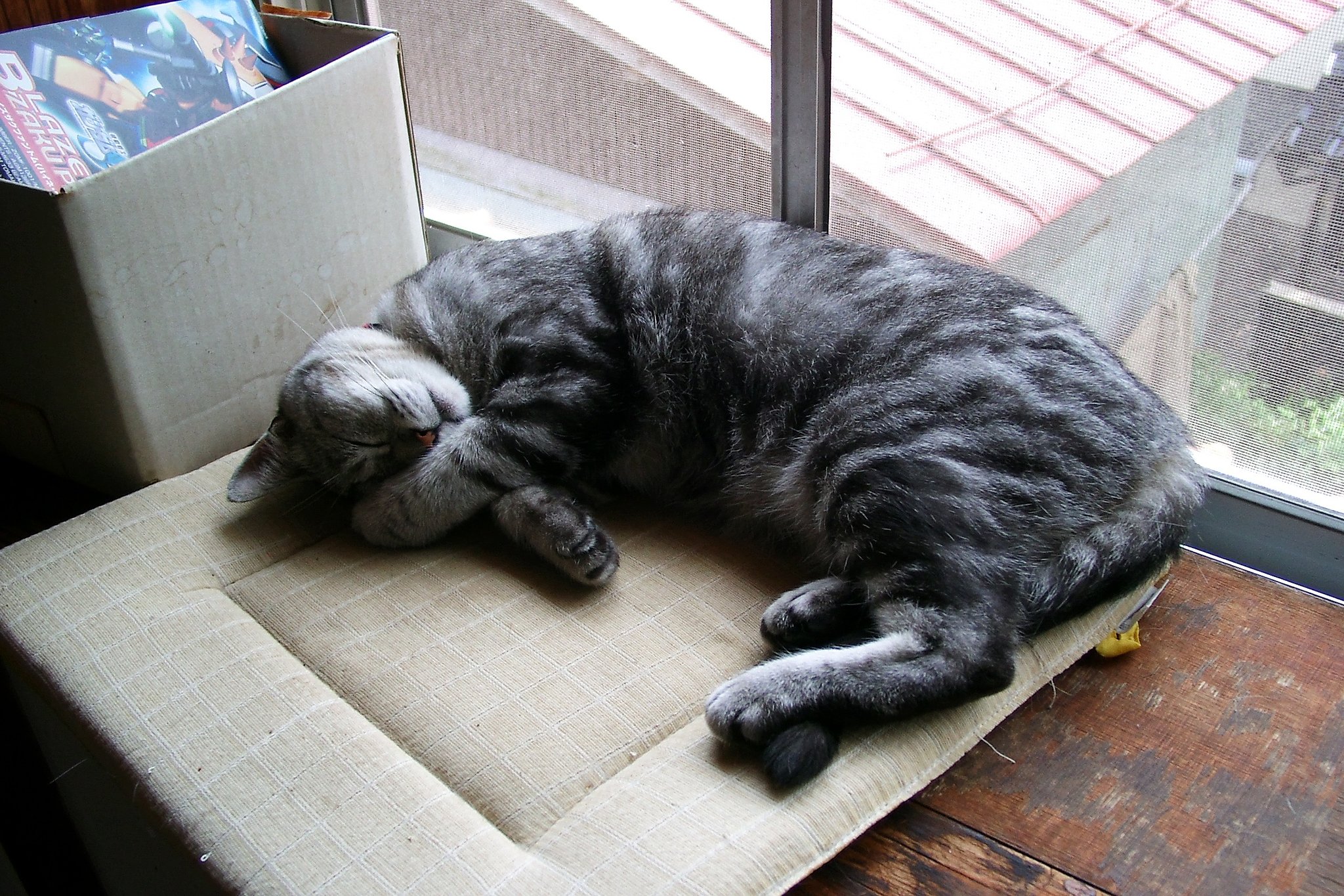 我が家の寝子？