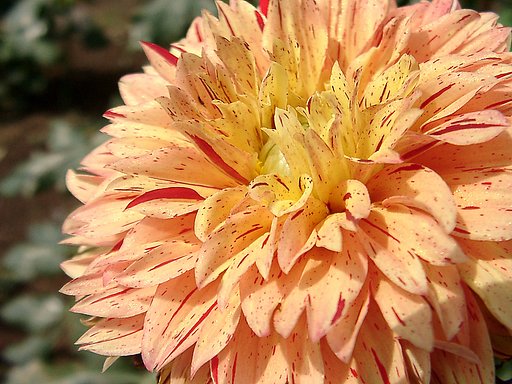 ★初秋の花々-16 ダリア⑯