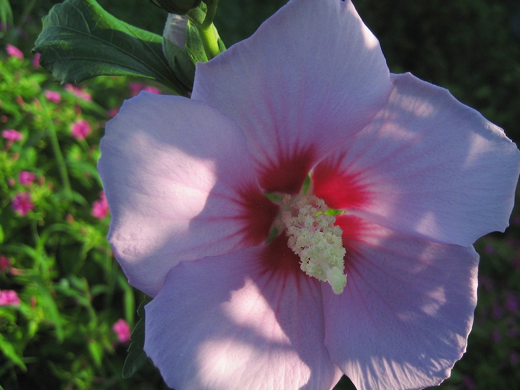 芙蓉の朝