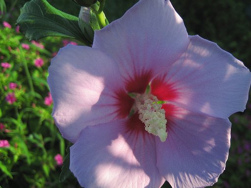 芙蓉の朝