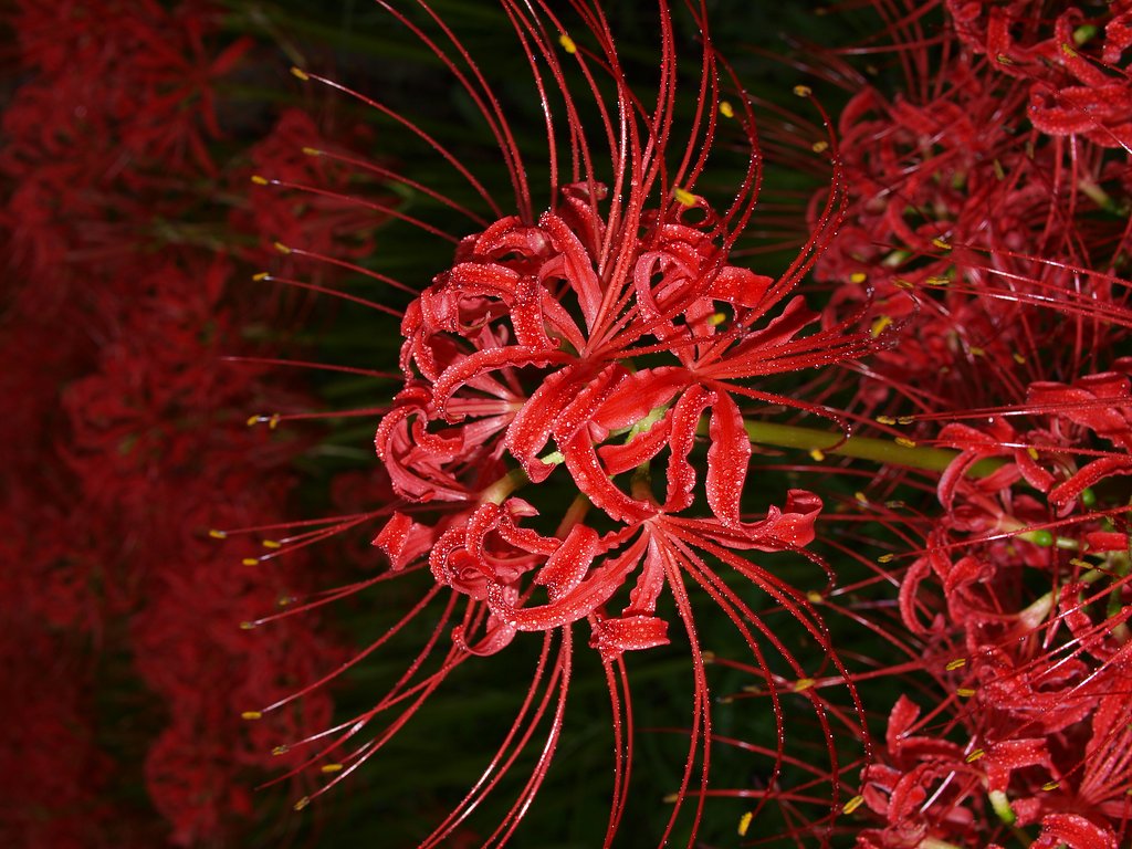 曼珠沙華