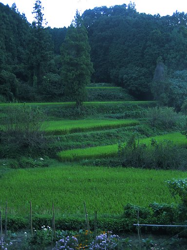【秋影】青い夕暮れ