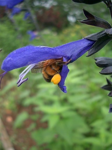〜吸蜜中〜
