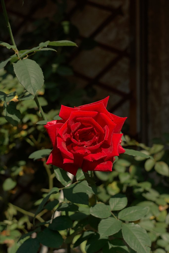 「秋影」秋に深紅の薔薇が咲く