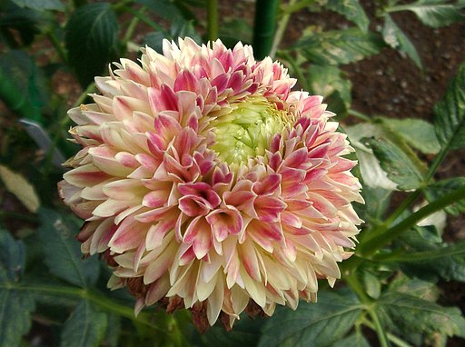 ★初秋の花々-16 ダリア⑯