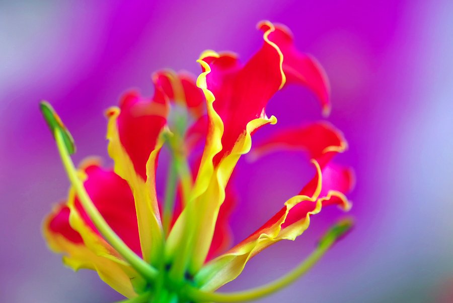紅