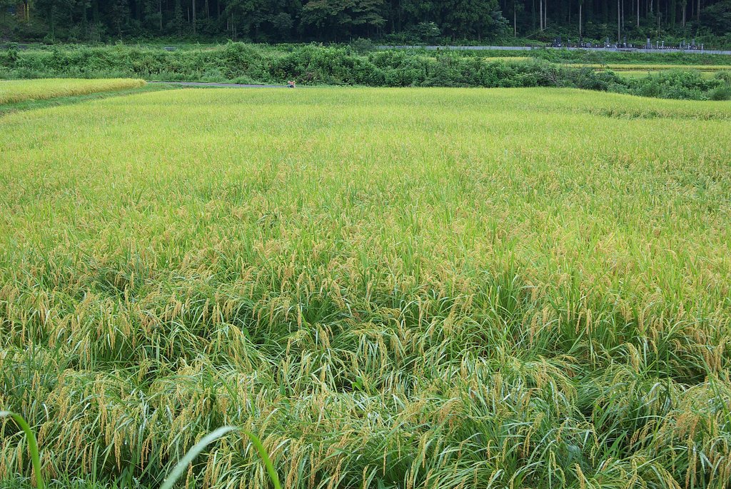 毎日雨降りの中のコシヒカリ