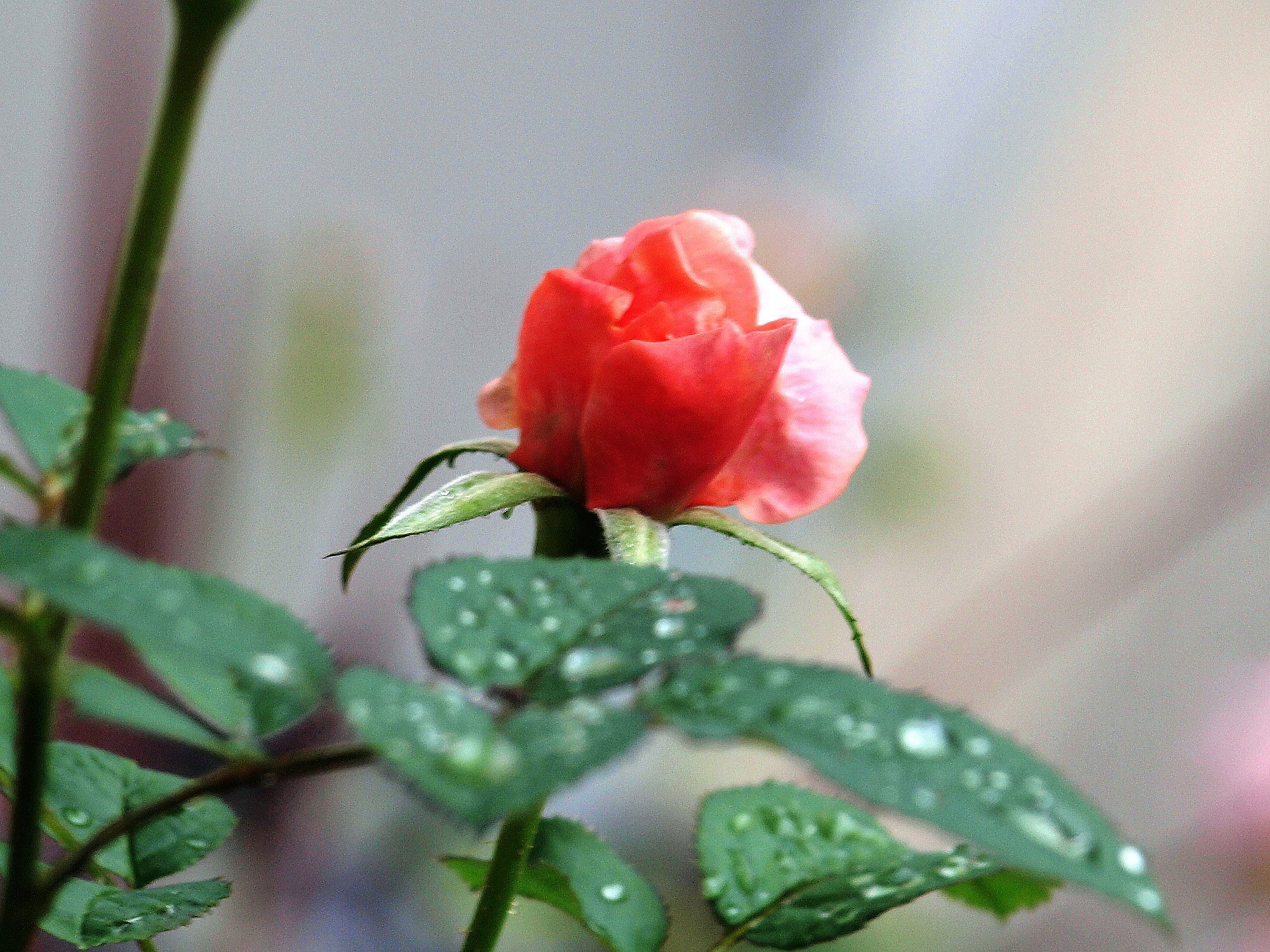 【秋影】ミニ薔薇
