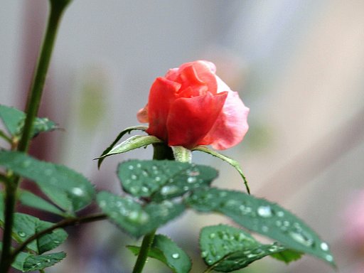 【秋影】ミニ薔薇