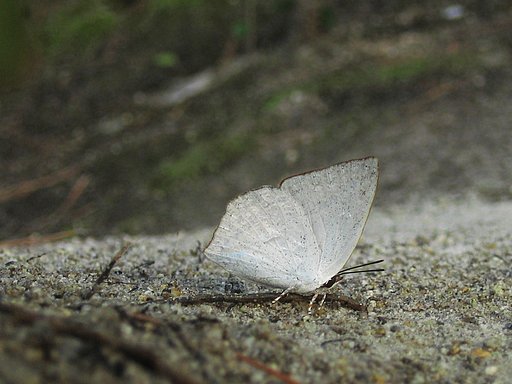 【秋影】森の木陰に銀のひとひら
